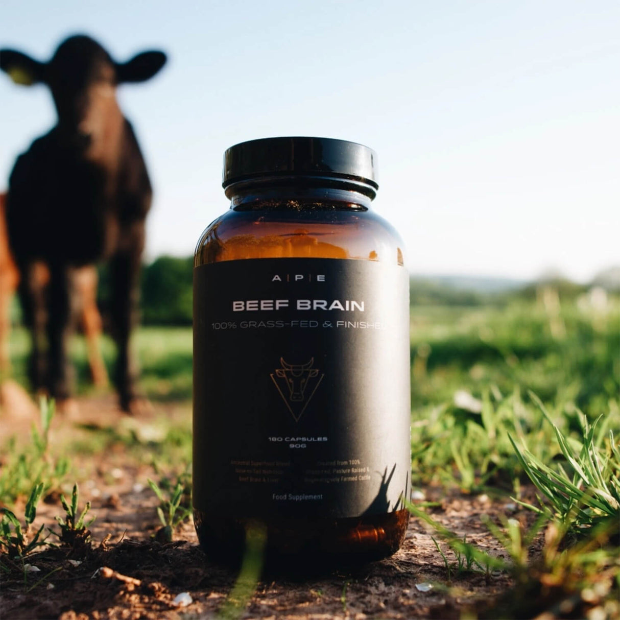 Supplement bottle labeled 'Beef Brain' on a grassy field with a cow in the background.