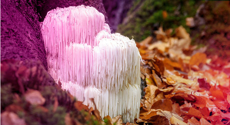 Lion’s Mane: The Mushroom for Focus, Memory & Everyday Brain Health
