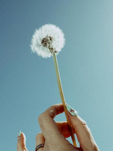 Hand holding a dandelion against a clear blue sky